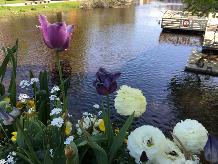 Blommor på St Olofsgatans bro över Fyrisån