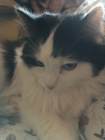 Lucifer i solen i fåtöljen