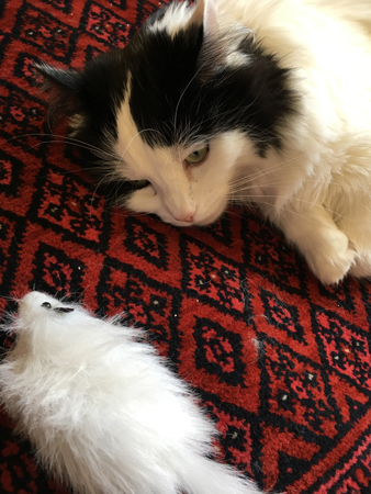 Lucifer på mattan med leksak