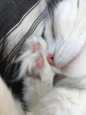 Lucifers nos och tass