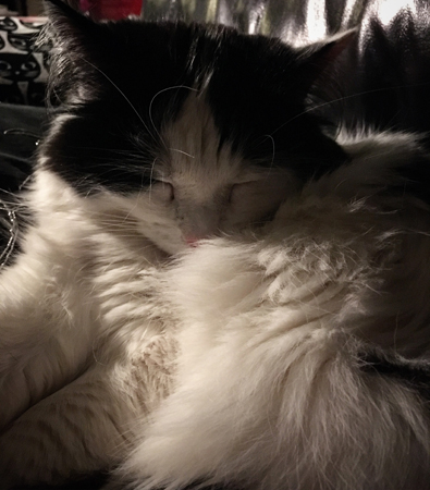 Lucifer sover med huvudet i pälsen Lucifer sover med huvudet i pälsen