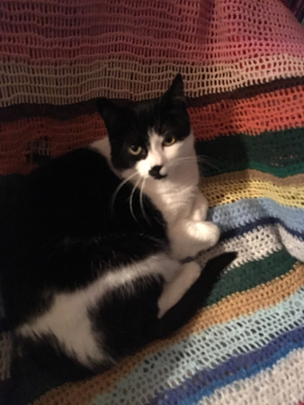 Mini i skrivbordsstolen