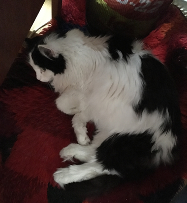 Lucifer sover under skrivbordet