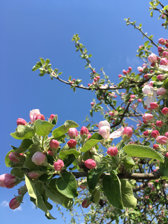 Äppelblom i slottsträdgården