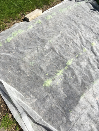 Det gror under duken.