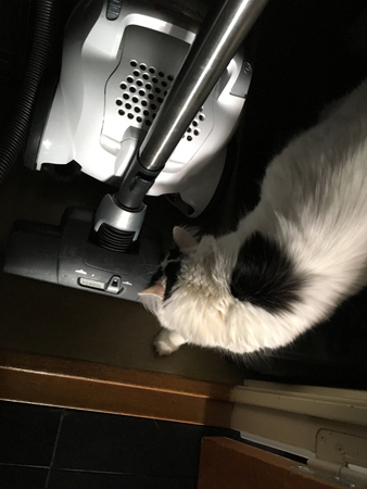 Citrus nosar på dammsugaren