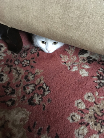 Citrus under farfarsfåtöljen