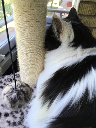 Lucifer gömmer sig bakom stolpen