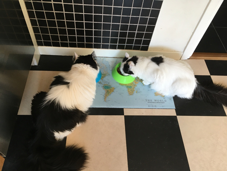 Lucifer och Citrus äter