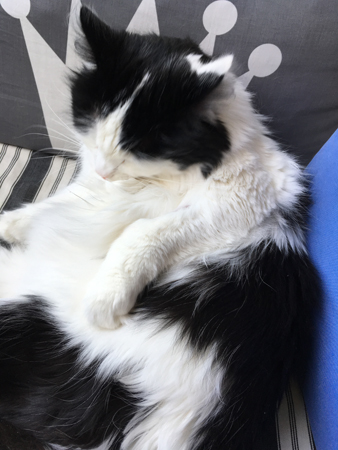 Lucifer sover på maten