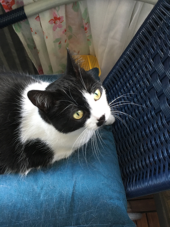 Mini spanar på fåglar