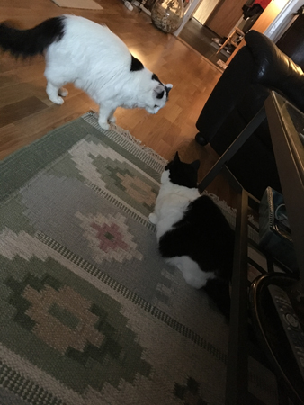 Catfight Citrus och Mini