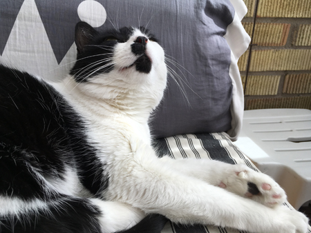 Mini njuter av solen på balkongen