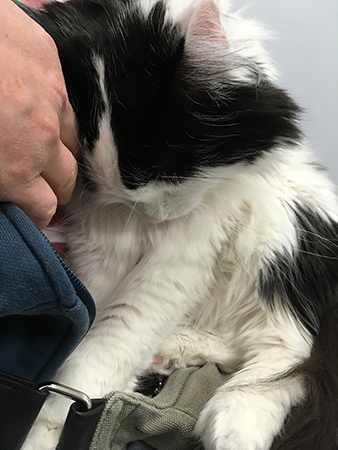 Lucifer i Annas knä Lucifer i Annas knä