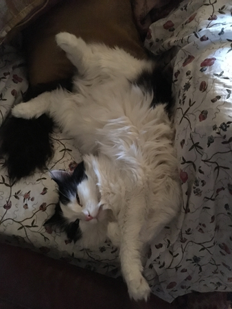 Lucifer ligger på rygg i farfarsfåtöljen