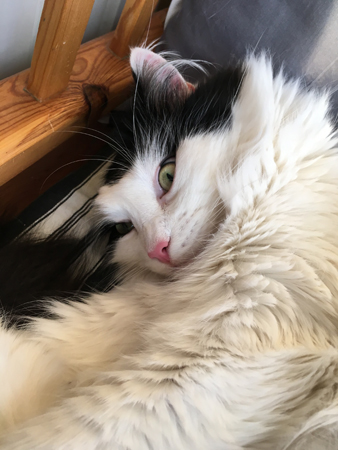 Lucifer på sofflocket ser något