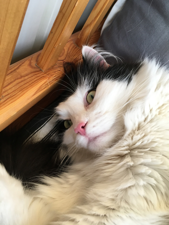 Lucifer på sofflocket ser något 2