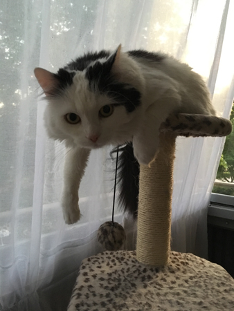 Citrus hänger på klätterställningen