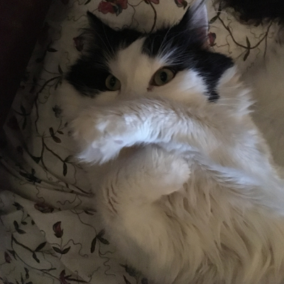 Lucifer med tassen över ansiktet