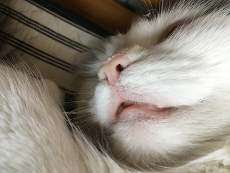 Citrus sover med öppen mun