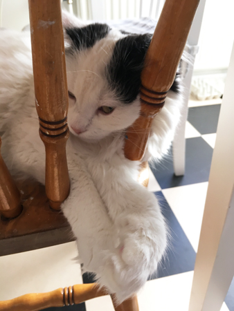 Citrus med huvudet mellan spjälorna