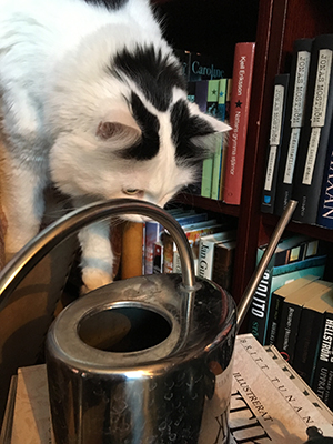 Citrus med vattenkannan