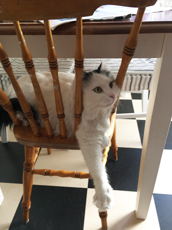 Citrus på pinnstolen