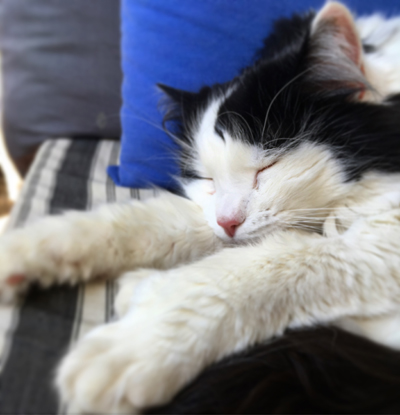 Lucifer med blå kudde