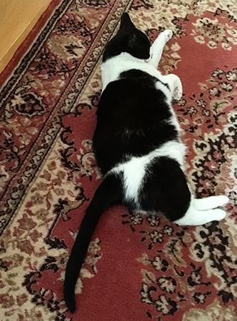 Mini på bokrumsmattan