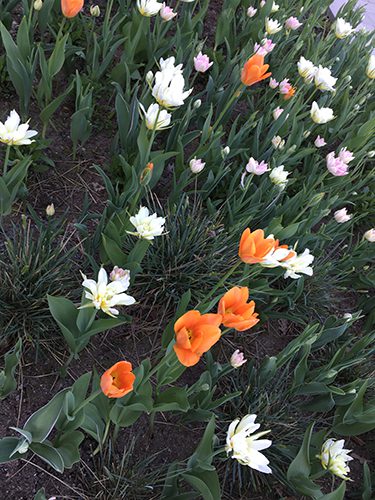 Tulpaner utanför jobbet