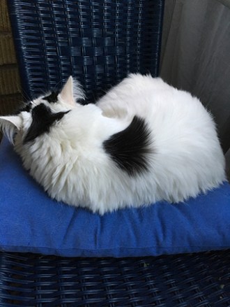 Citrus sover med ryggen mot kameran