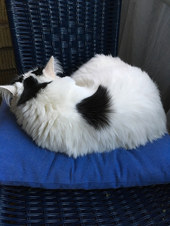 Citrus sover med ryggen mot kameran