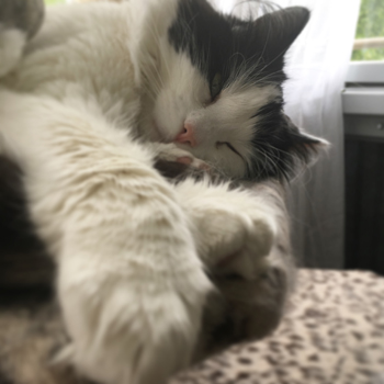 Lucifer sover med ett öga stängt