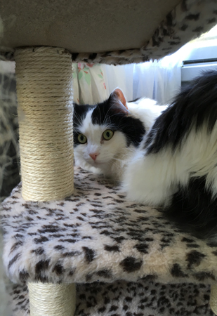 Lucifer på klätterställningen