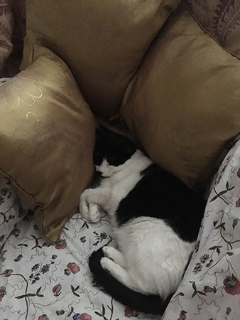 Mini sover i farfarsfåtöljen