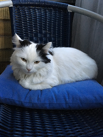 En sömnig Citrus på en kudde i en blå stol på balkongen