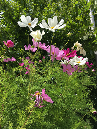 Vita och rosa blommor och grönt i Botaniska