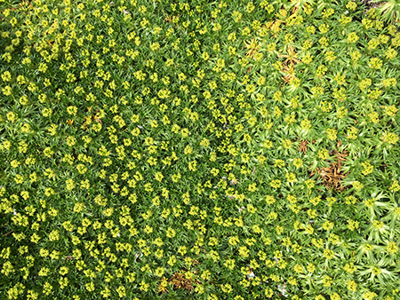 Gulldyna i Botaniska