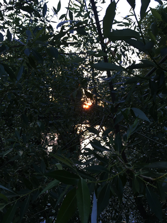 Kvällssol vid Fyrisån