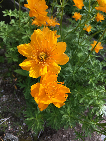 Kinesisk smörblomma i Botaniska