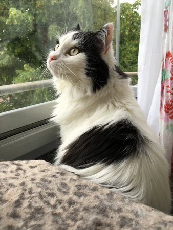 Lucifer tittar på en insekt