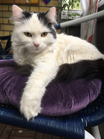 Citrus på kudde i stol på balkongen