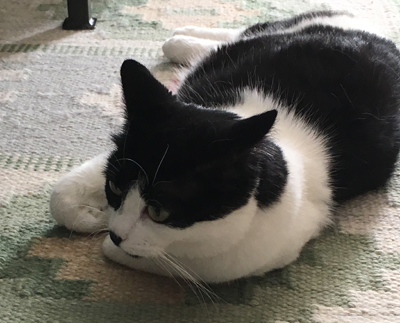 Mini på vardagsrumsmattan