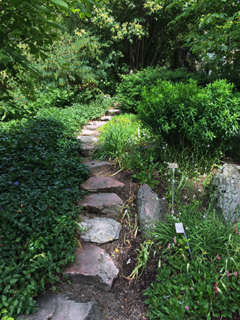 Grönska och stig i Botaniska