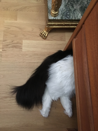 Lucifer under skrivbordet