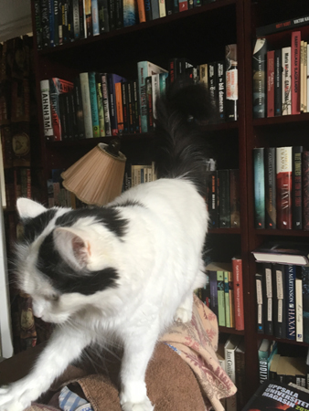 Bibliotekskatten Citrus