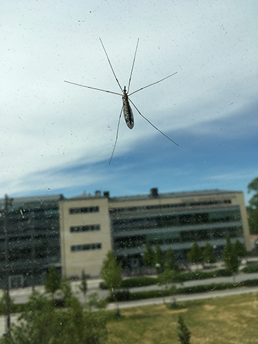 Harskrank på jobbfönstret