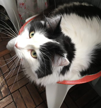 Lucifer på en bricka