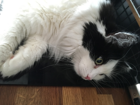 Lucifer på spisen Lucifer på spisen