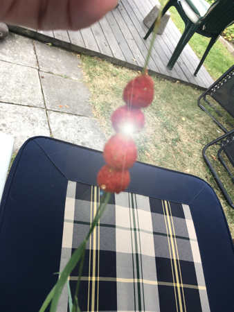 Fyra smultron på ett strå och min gamla femstegsstol